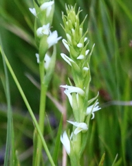 Spiranthes × stellata