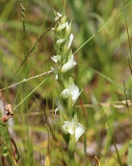 Spiranthes × stellata