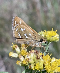 Hesperia comma laurentina