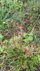 Tulbaghia acutiloba