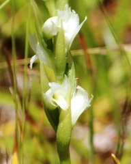 Spiranthes × stellata