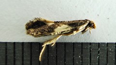 Monopis spilotella
