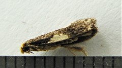 Monopis spilotella