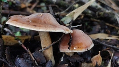 Cortinarius austroduracinus