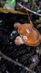 Cortinarius austroduracinus