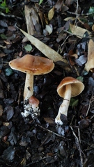 Cortinarius austroduracinus