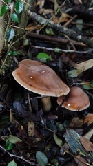 Cortinarius austroduracinus