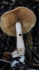Cortinarius austroduracinus