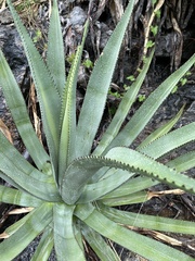 Agave aurea aurea
