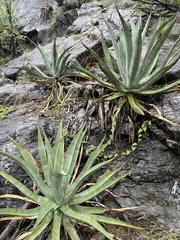 Agave aurea aurea