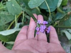 Verbena bonariensis