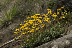 Haplopappus glutinosus