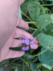 Verbena bonariensis