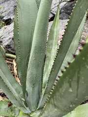 Agave aurea aurea