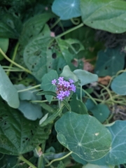 Verbena bonariensis