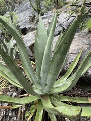 Agave aurea aurea
