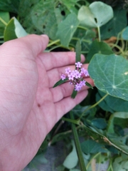 Verbena bonariensis