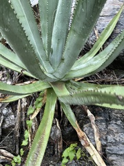 Agave aurea aurea