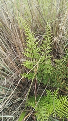 Cheilanthes viridis