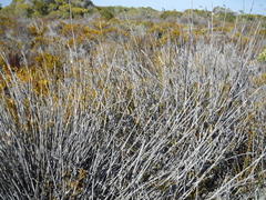 Thamnochortus fraternus