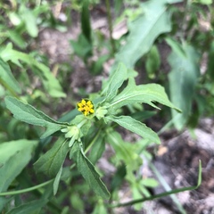 Melampodium strigosum