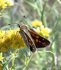 Hesperia comma laurentina