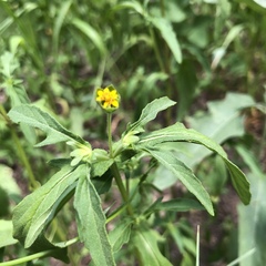 Melampodium strigosum