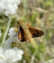 Hesperia comma laurentina