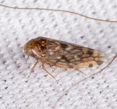 Xestocephalus similis
