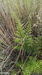 Cheilanthes viridis