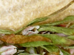 Polygonum polygaloides kelloggii