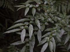 Azara lanceolata