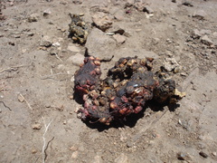 Bassariscus