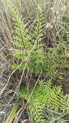 Cheilanthes viridis