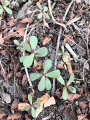Portulaca oleracea