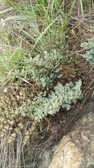 Pellaea calomelanos