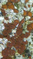Rufoplaca arenaria