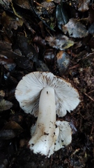 Cortinarius simplex