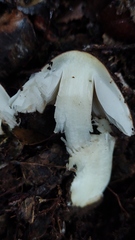Cortinarius simplex