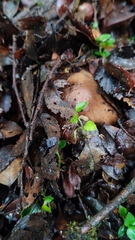 Cortinarius simplex