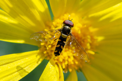 Allograpta hortensis