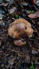 Cortinarius simplex