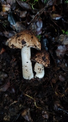 Cortinarius simplex