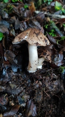 Cortinarius simplex