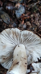 Cortinarius simplex