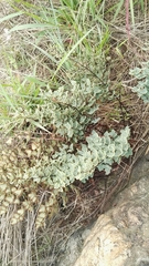 Pellaea calomelanos