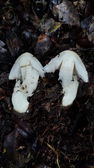 Cortinarius simplex