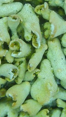 Xanthomendoza mendozae