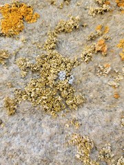 Xanthomendoza mendozae