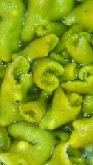 Xanthomendoza mendozae